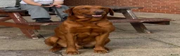 Labrador Retriever dogs for stud: Fox Red Labrador - Advert 3