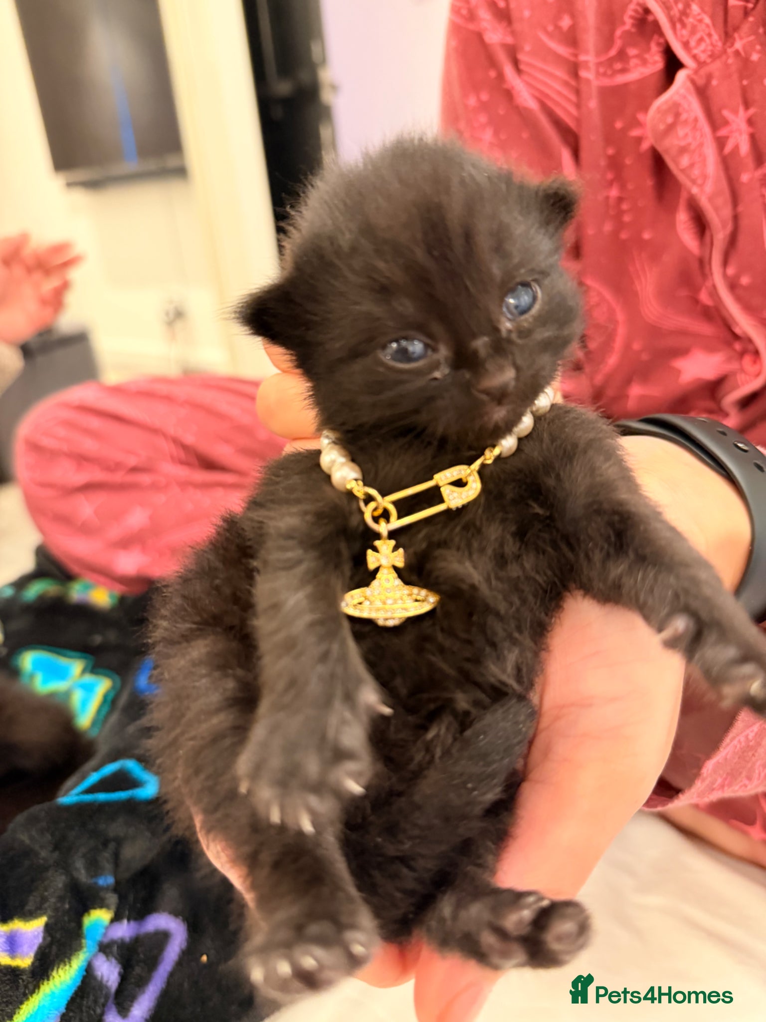 Mixed Breed cats Adorable Black Kittens Ready From 20th June 🖤 - Advert 1
