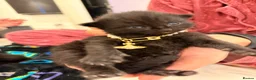 Mixed Breed cats for sale: Adorable Black Kittens Ready From 20th June 🖤 - Advert 1