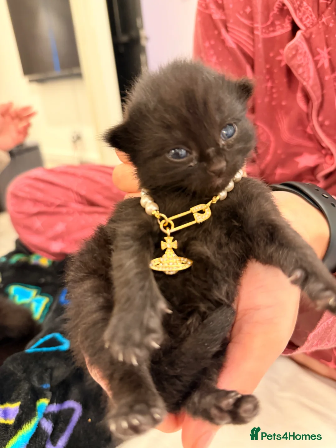 Mixed Breed cats for sale: Adorable Black Kittens Ready From 20th June 🖤 - Advert 1