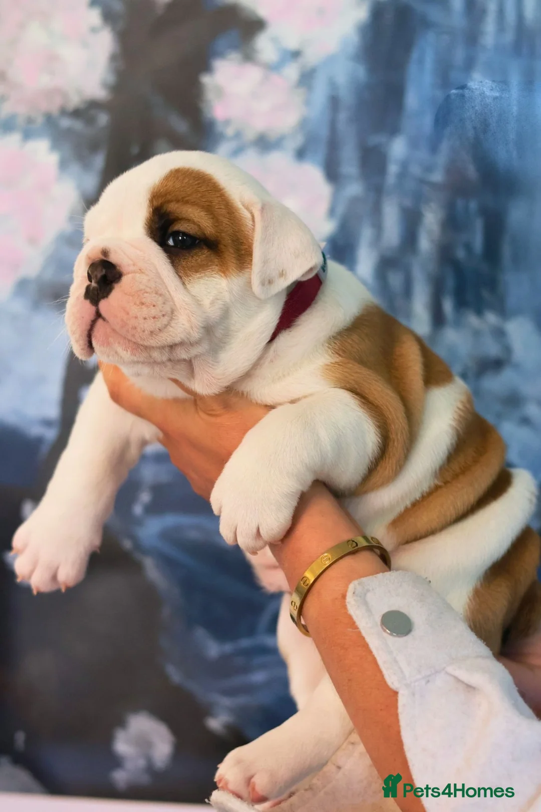 English Bulldog dogs for sale: English bulldog girl  - Advert 6