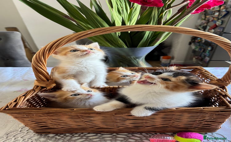 Persian cats - Advert 1