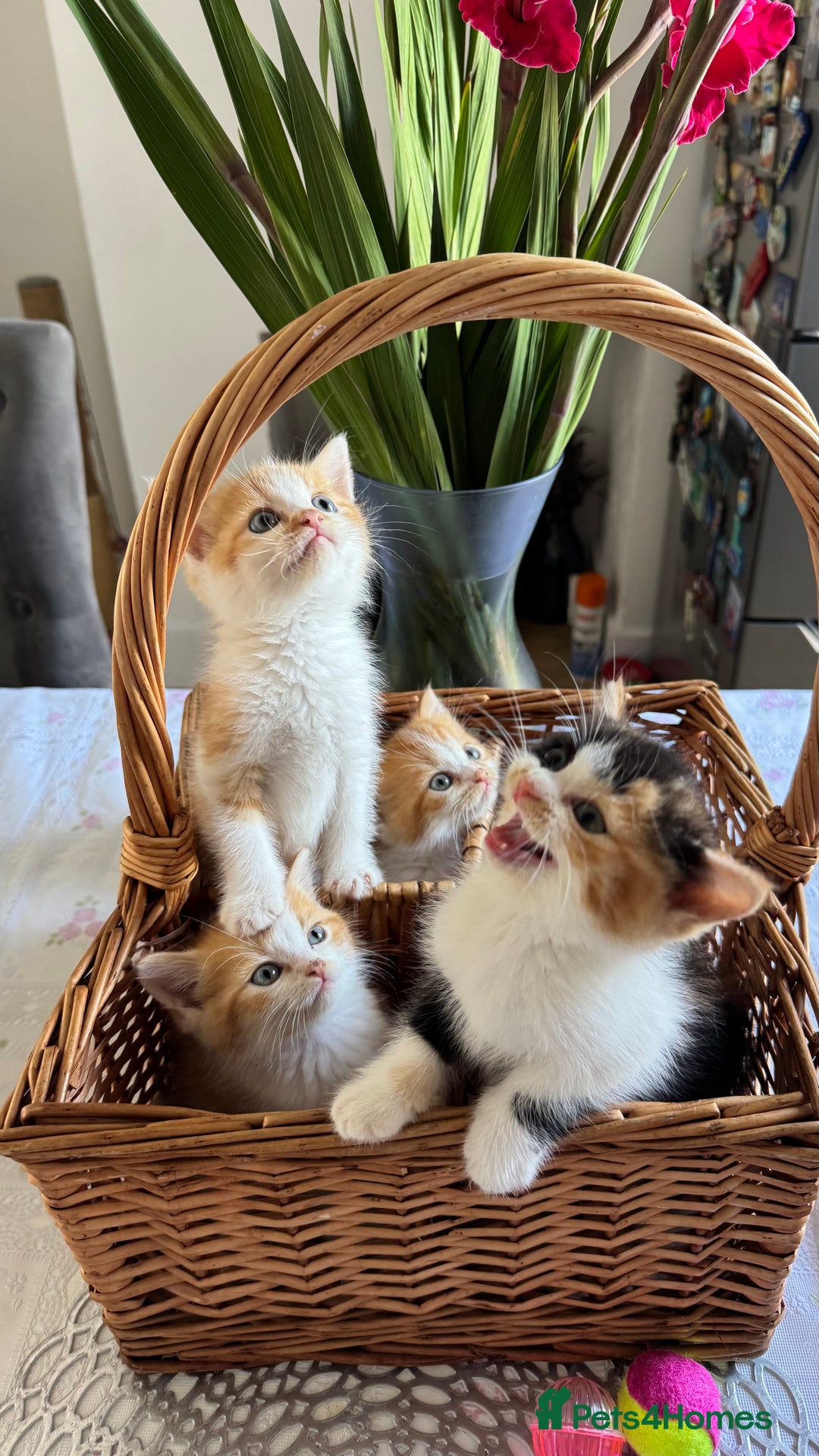Persian cats for sale: Half Persian 3 Boys and 1 Girl  - Image 1
