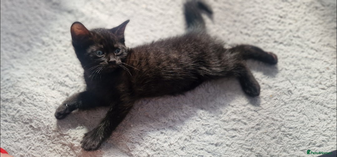 Mixed Breed cats for sale: Beautiful mix bengal kittens. - Image 10