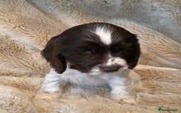 Cocker Spaniel dogs for sale: Adorable Show Cocker Puppies - Image 13