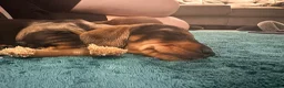 Miniature Dachshund dogs for sale: 1 Beautiful Miniature Dachshund Puppy left! 🩷 - Advert 5