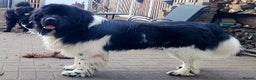 Newfoundland dogs for stud: KC registered health tested Landseer Newfoundland  in Ilkeston - Advert 11