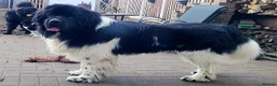 Newfoundland dogs for stud: KC registered health tested Landseer Newfoundland  in Ilkeston - Advert 11