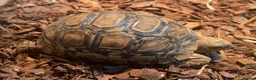 Tortoise reptiles for sale: Leopard Tortoise - Advert 7