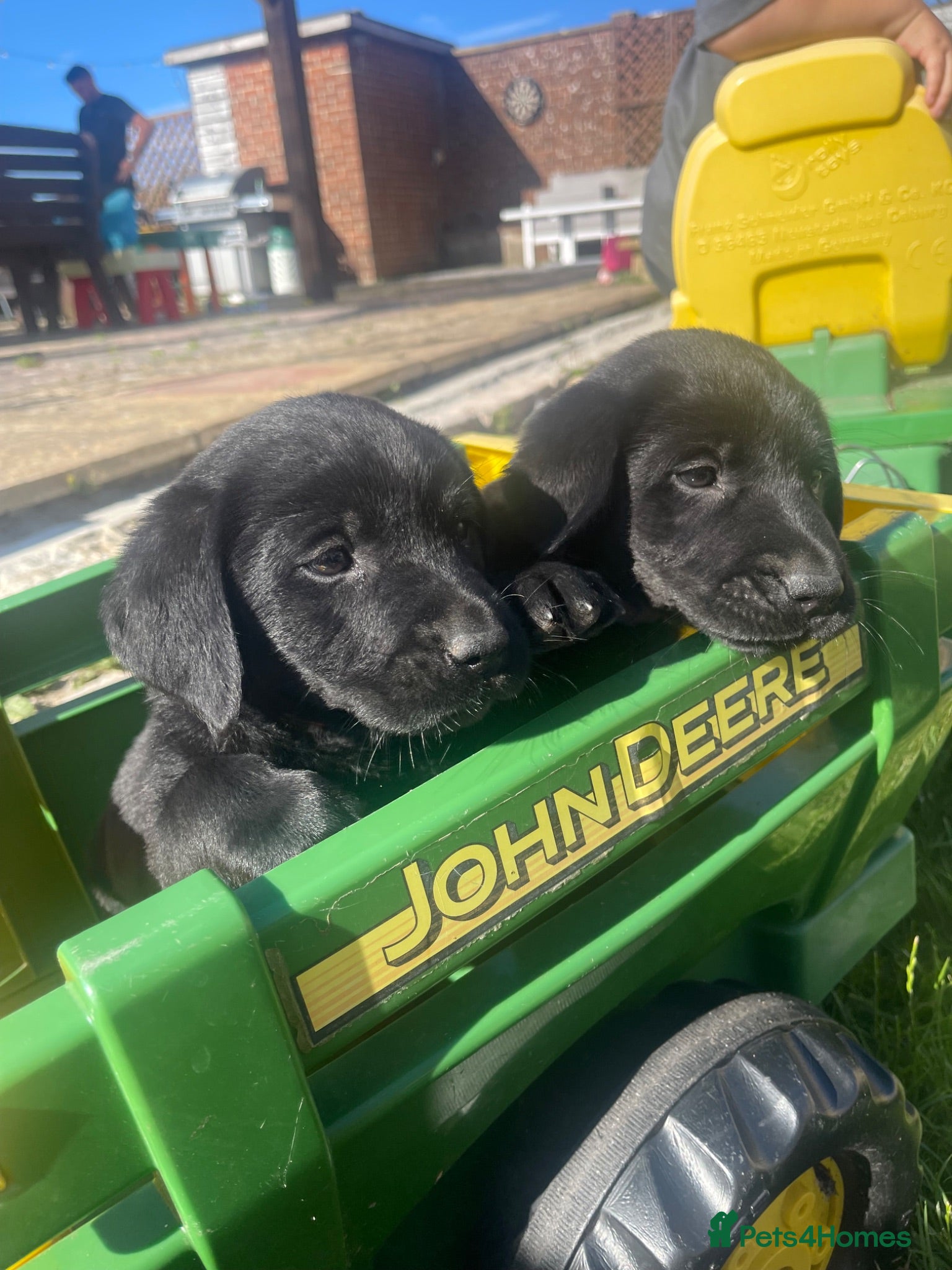 Labrador Retriever dogs Health Checked Purebred Labrador Puppies - Advert 11