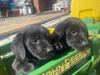 Labrador Retriever dogs Health Checked Purebred Labrador Puppies - Advert 11