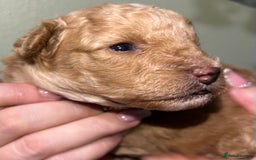 Shihpoo dogs for sale: 4 Beautiful Toy poodle x Shihpoos - Image 19