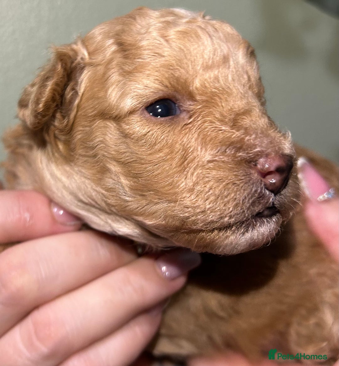 Shihpoo dogs for sale: 4 Beautiful Toy poodle x Shihpoos - Image 19