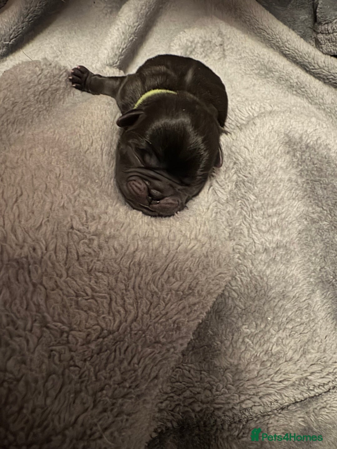 Pug dogs for sale: 6 stunning pugs for sale - Advert 10