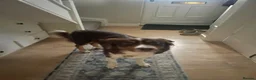 Border Collie dogs for stud: Border Collie Stud - Advert 3