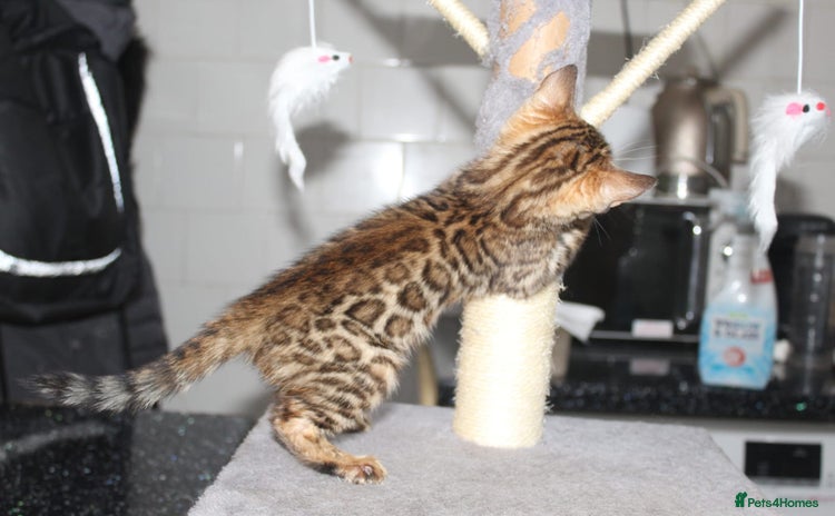 Bengal cats - Advert 6