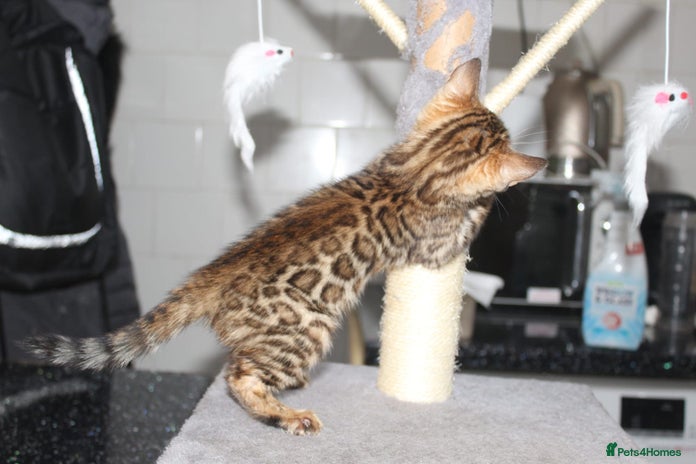 Bengal cats - Advert 6