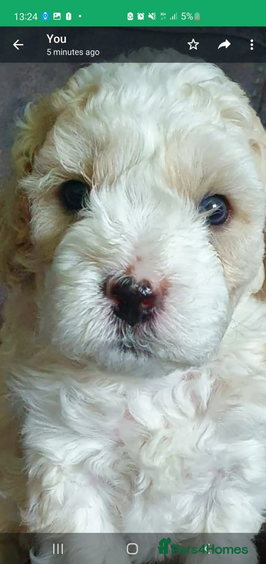 Cavapoo dogs for stud: F1 PROVEN Toy Cavapoo DNA Clear stud in Stafford - Advert 26