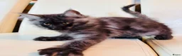 Maine Coon cats for sale: Top Quality TICA Maine Coons active possible - Advert 21