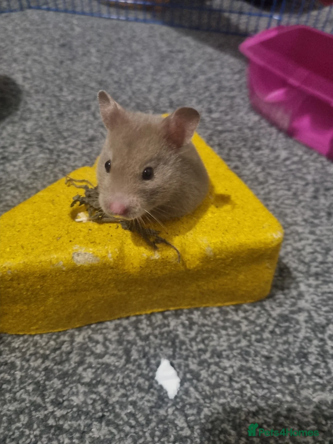 Hamster rodents for sale: Female syrian hamster and all supplies in Shoreham-by-Sea - Advert 2