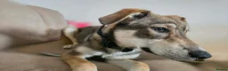 Mixed Breed dogs for adoption: Zima needs a new home in Irvine - Advert 8