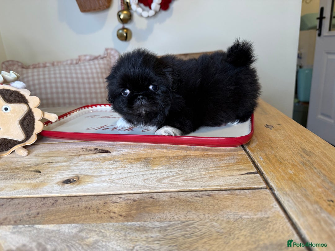 Pekingese dogs for sale: Biggiwigs Pekingese Puppy Availability - Advert 9