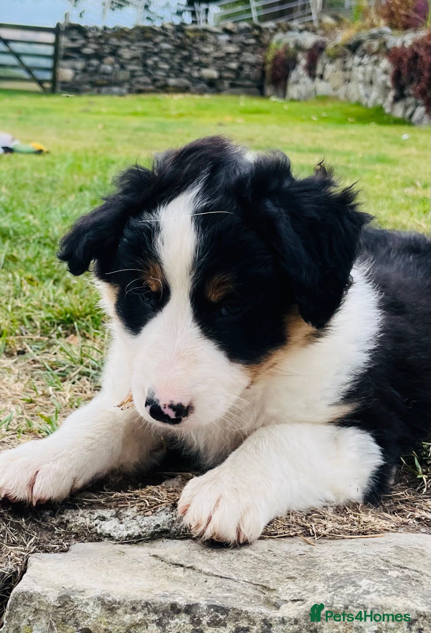 Border Collie dogs Adorable Border Collie Puppies for sale - Advert 1