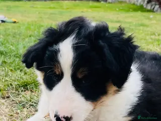 Border Collie dogs Adorable Border Collie Puppies for sale - Advert 1