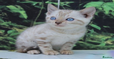 Bengal cats - Advert 3