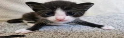 Mixed Breed cats for sale: Sweet kittens in Guildford - Advert 4