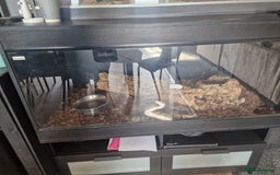Python Snake reptiles for sale: Royal python  - Image 3