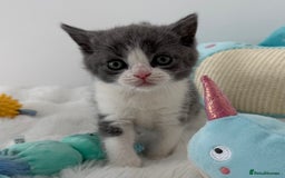British Shorthair cats for sale: GCCF registered - blue bi-colour male - Image 4