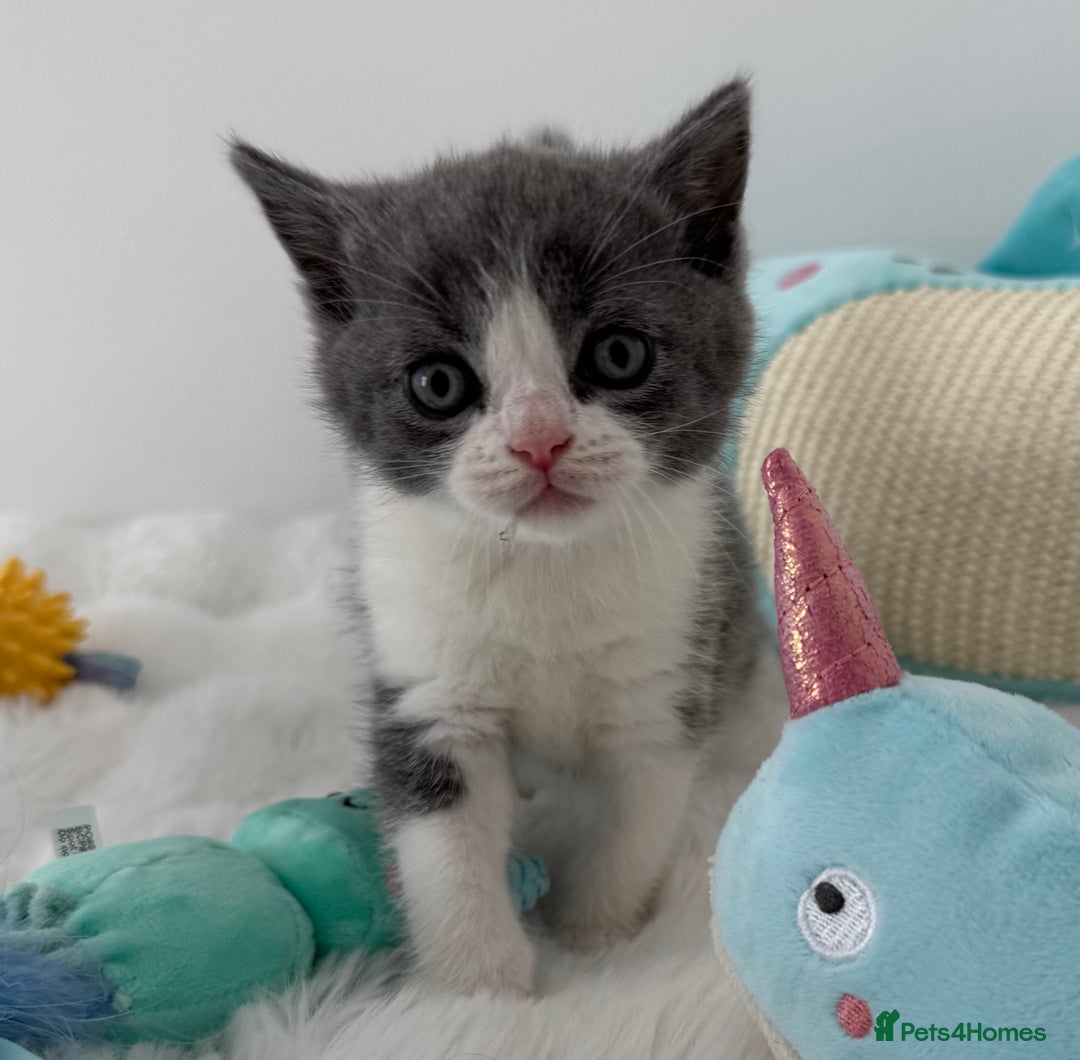 British Shorthair cats for sale: GCCF registered - blue bi-colour male - Image 4