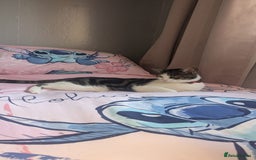 Mixed Breed cats for sale: 2 year old cat George for rehoming (FREE) - Image 3