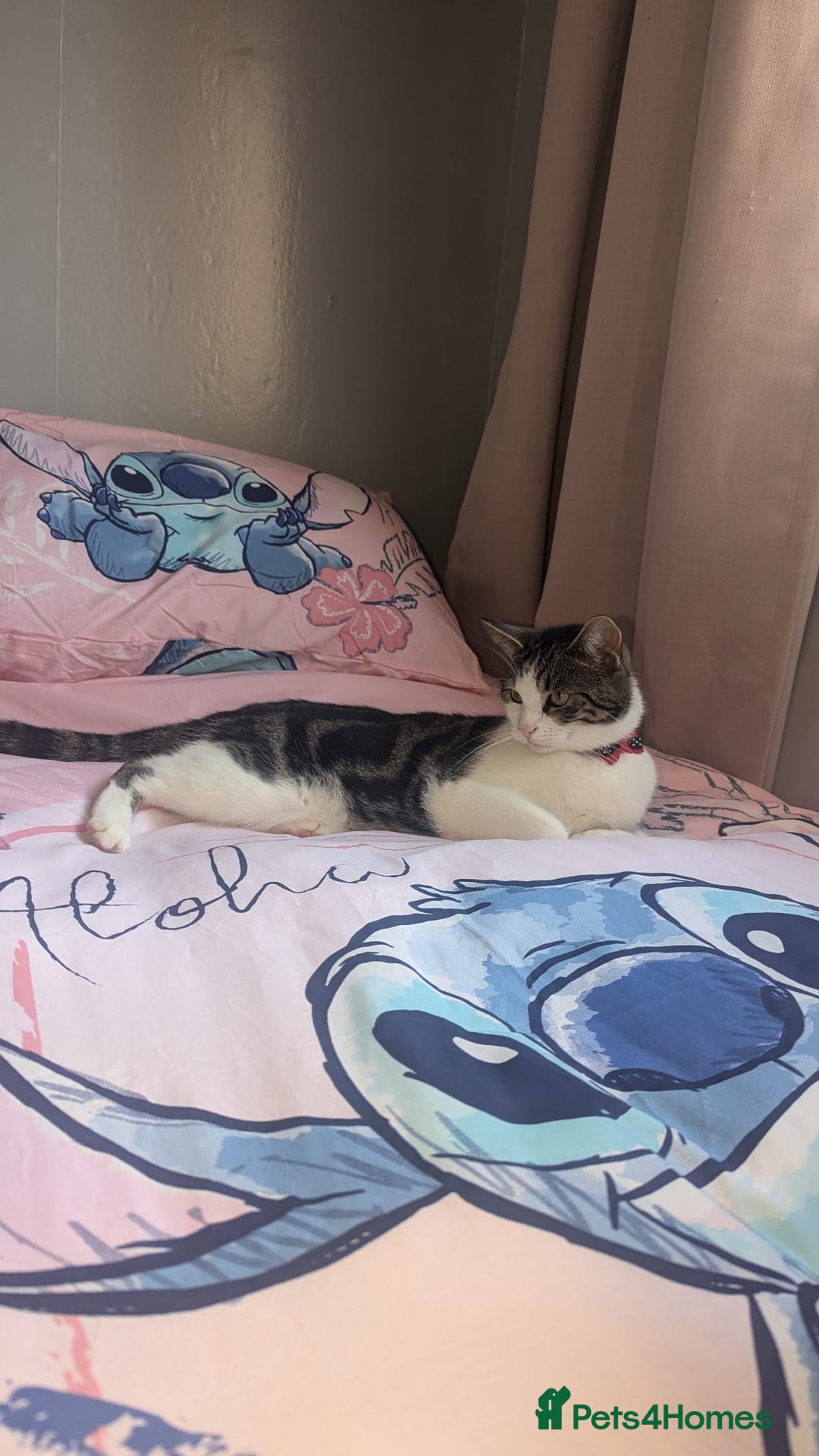 Mixed Breed cats for sale: 2 year old cat George for rehoming (FREE) - Image 3