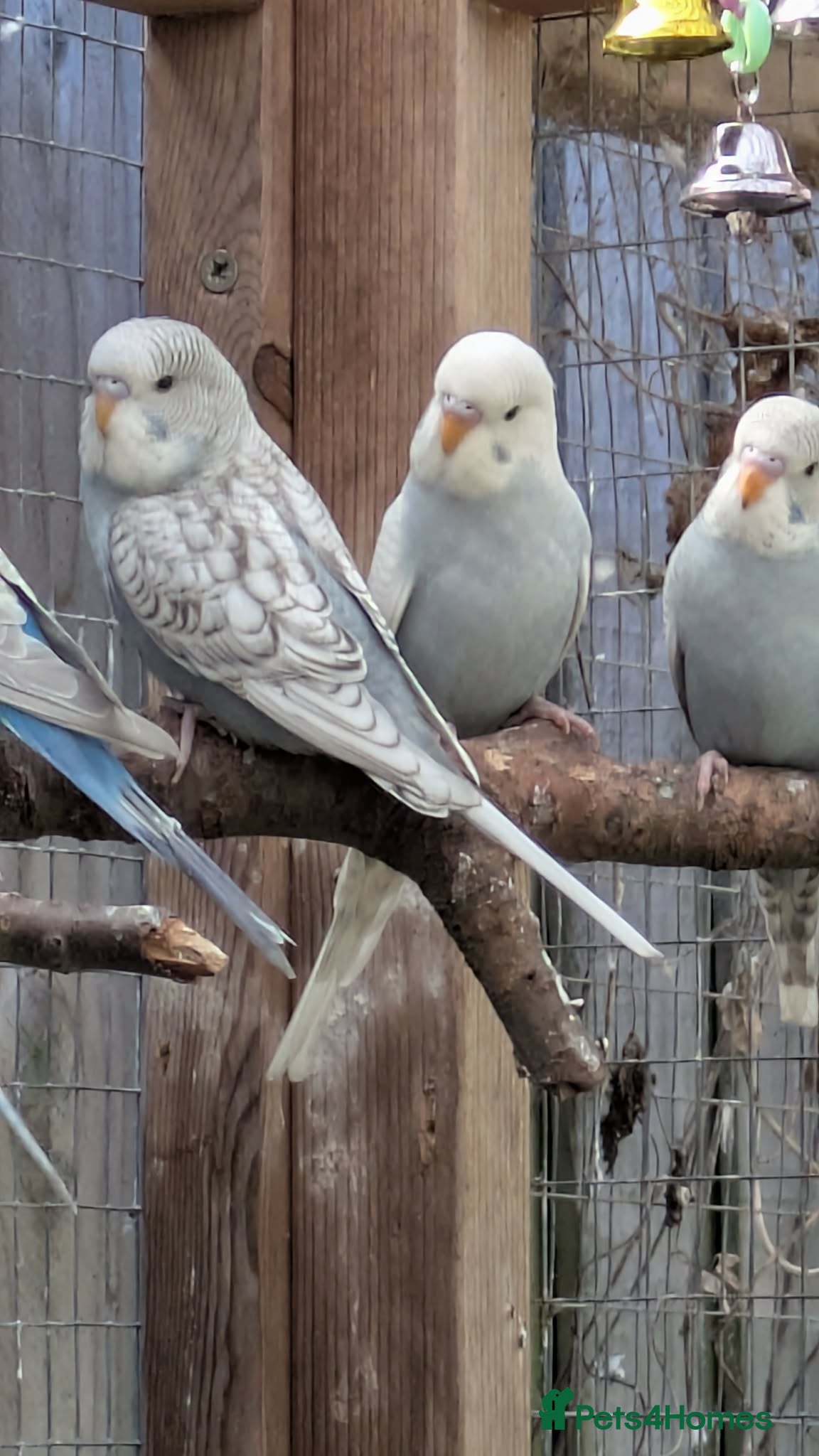 Budgerigars birds 3 baby Budgies  - Advert 1
