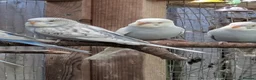 Budgerigars birds for sale: 3 baby Budgies  - Advert 1