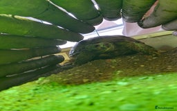 Tortoise reptiles for sale: Horsefeild tortoise and enclosure for Sale - Image 8