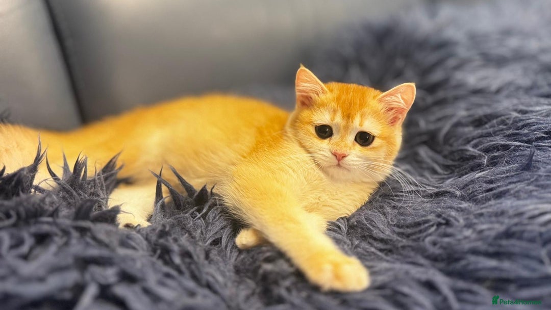 British Shorthair cats for sale: Ready pure AY12, NY12 Corin BSH  - Image 27