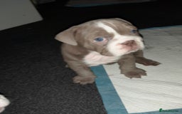 English Bulldog dogs for sale: New English bulldogs  - Image 6