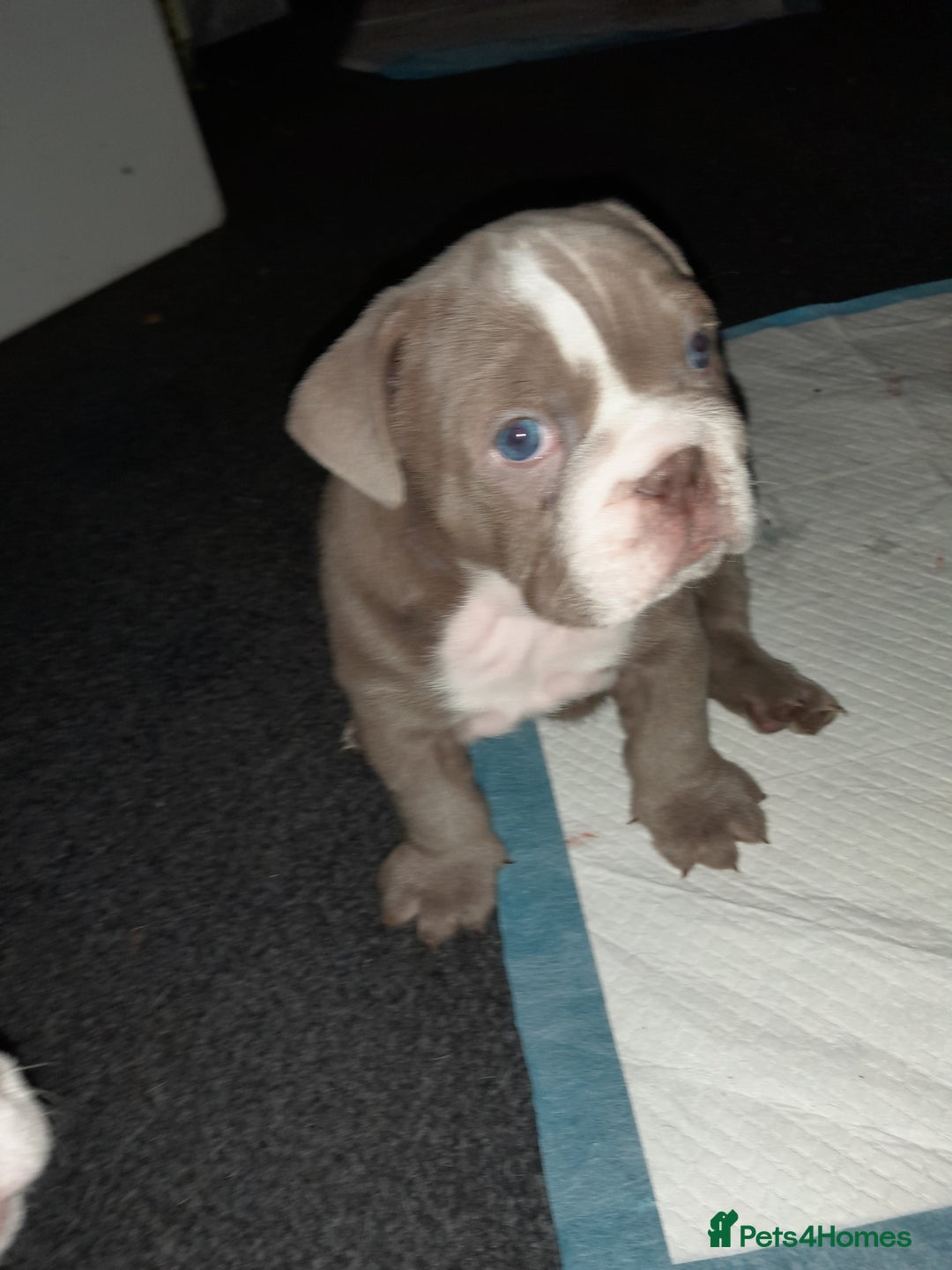English Bulldog dogs for sale: New English bulldogs  - Image 6
