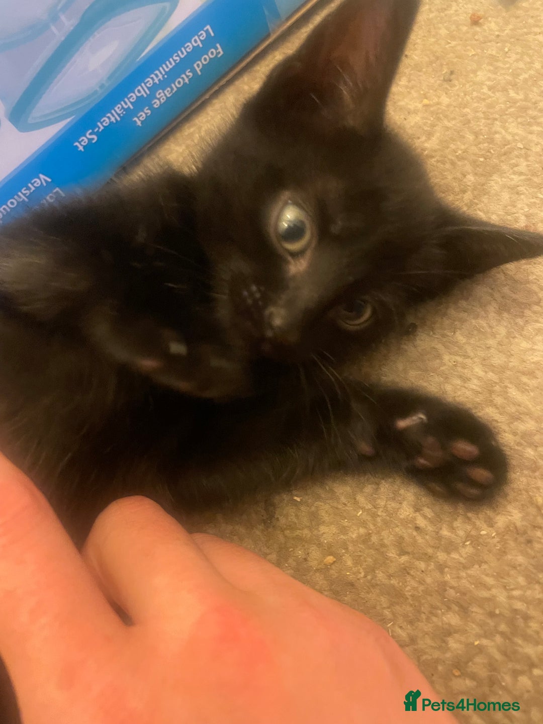 Domestic Shorthair cats for sale: Shadow  - Image 1