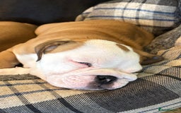 English Bulldog dogs for sale: English bulldog puppies - Image 12