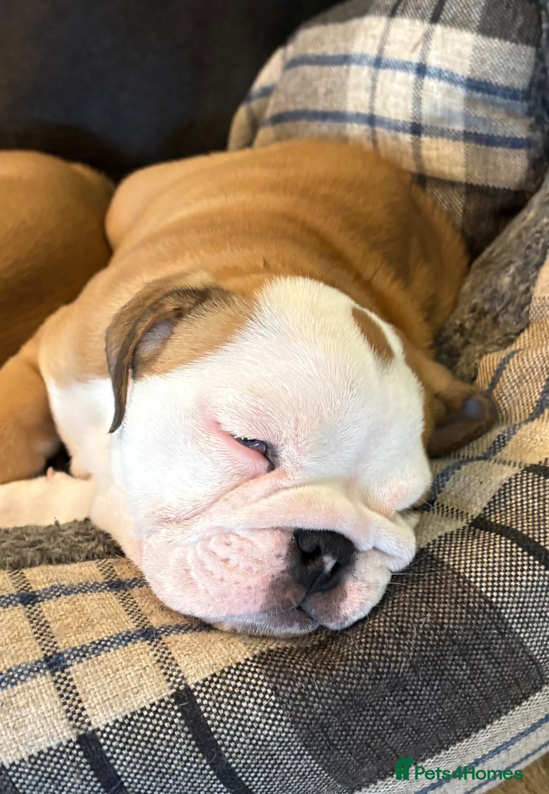 English Bulldog dogs for sale: English bulldog puppies - Image 12