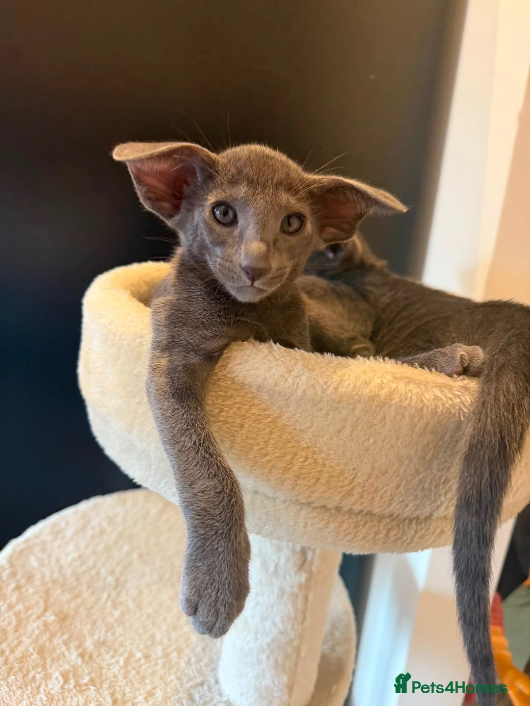 Siamese cats for sale: 🩵Lovely Siamese boys  - Advert 1