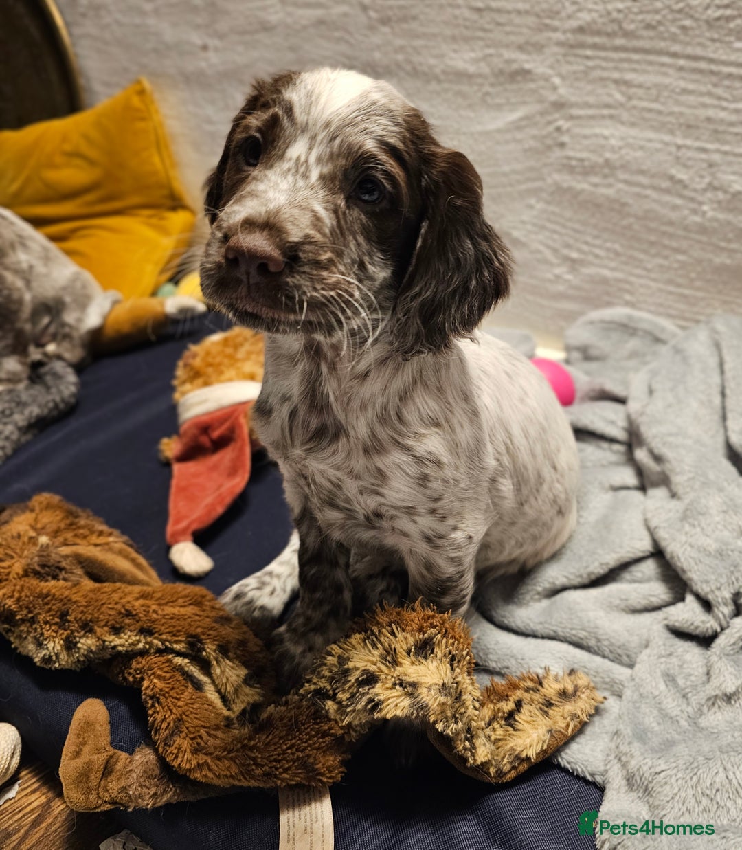 Cocker Spaniel dogs for sale: Working cocker spaniel puppy  - Advert 13