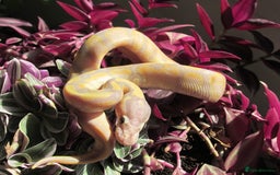 Python Snake reptiles for sale: banana Fire pastel ball python male - Image 6