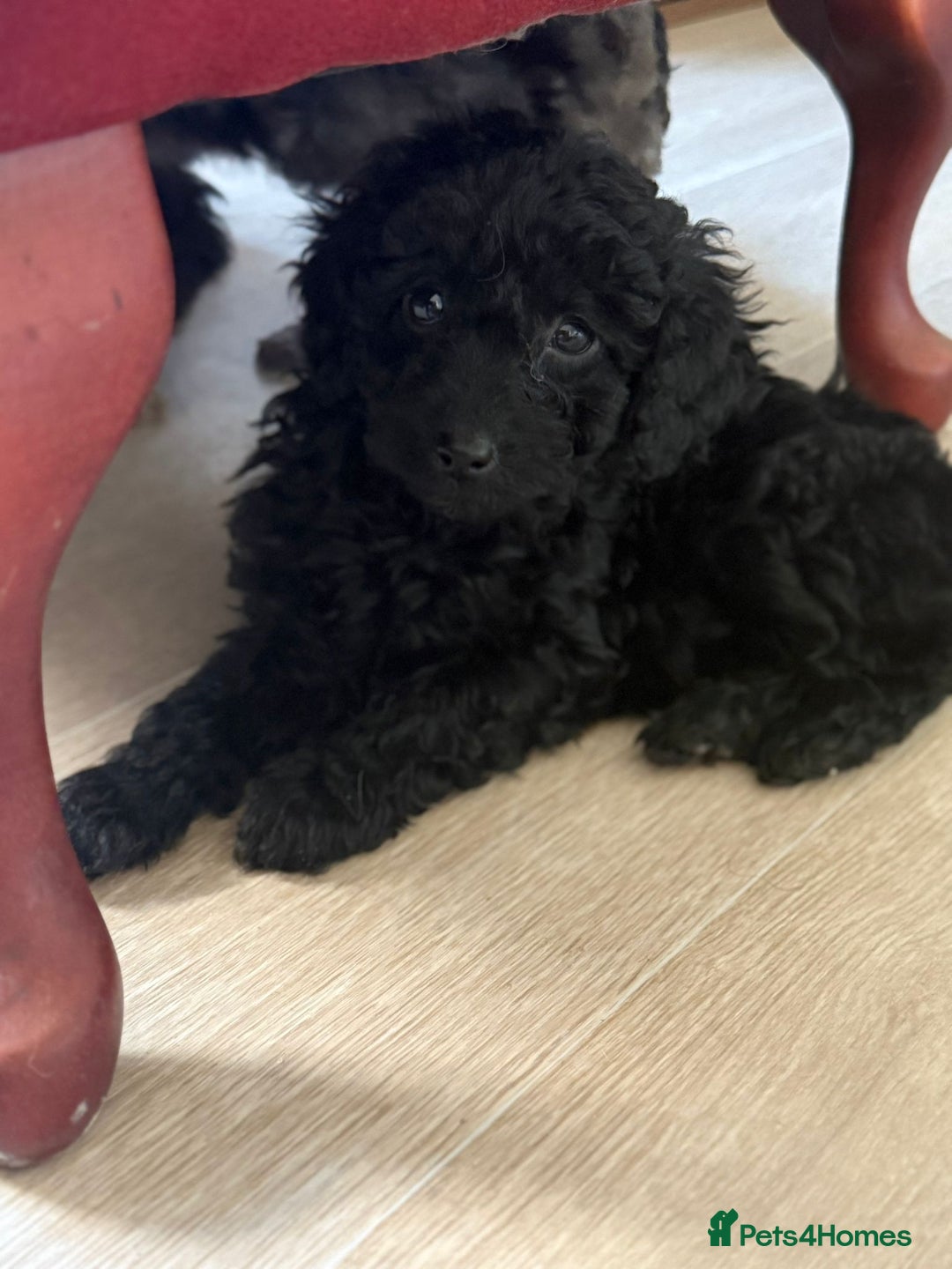 Labradoodle dogs for sale: READY NOW🧸Micro Miniature Teddybear Labradoodles  - Advert 7