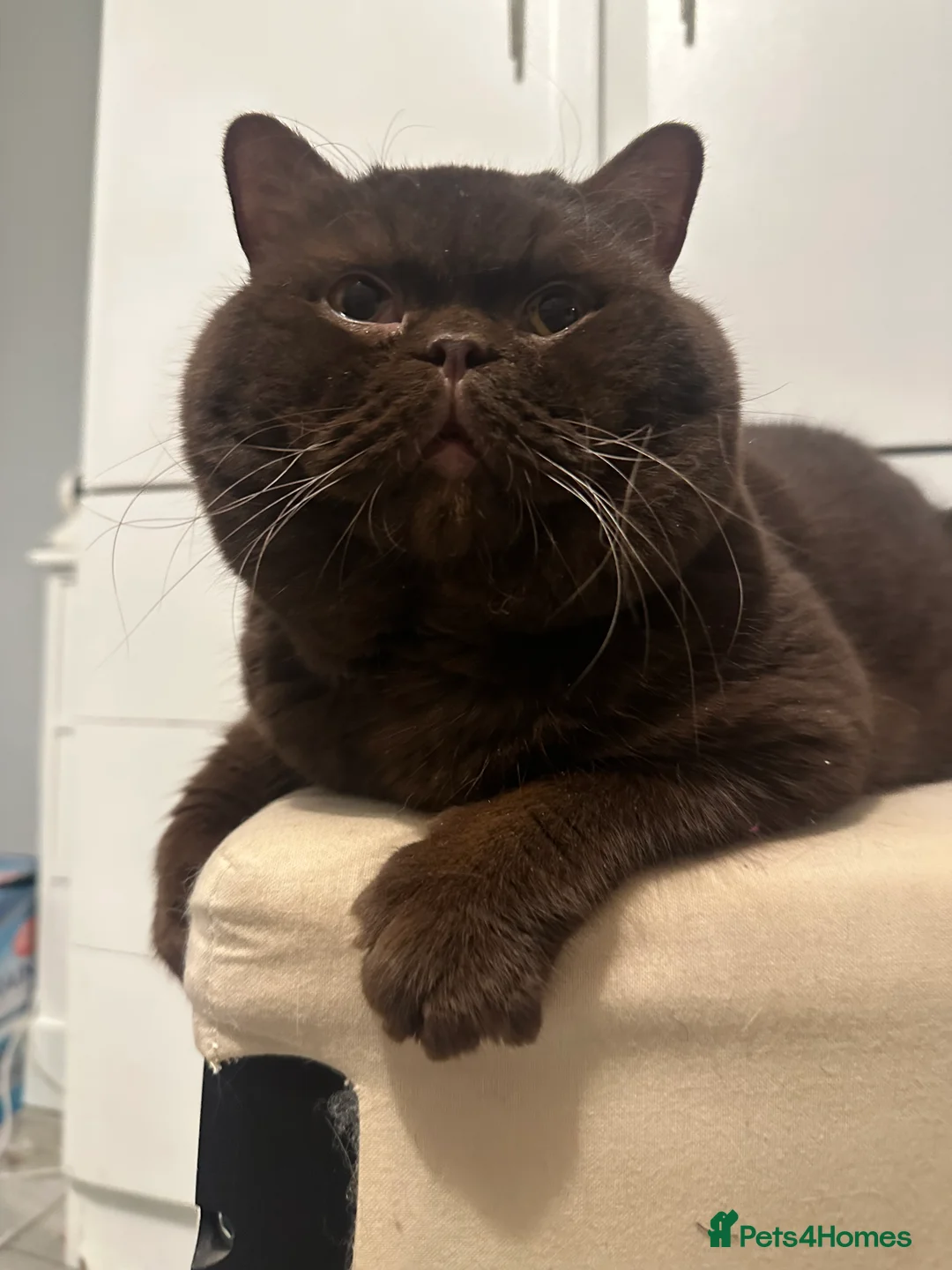 British Shorthair cats for stud: 🍁 GCCF Champion Chocolate Stud 🍁 in Warrington - Advert 2
