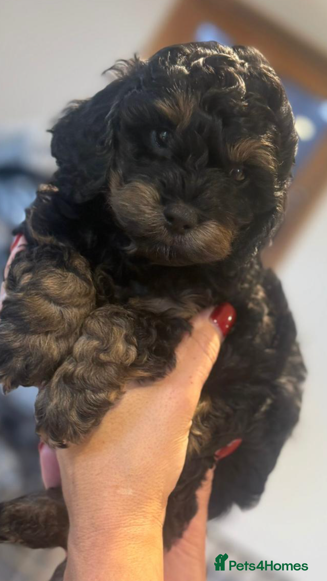 Cockapoo dogs Toy cockapoo’s  - Advert 2